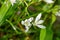 Garden star of bethlehem (ornithogalum umbellatum) flowers