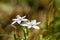 Garden star-of-betlehem  Grass lily flower