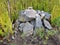 garden stones and plants ferns decoration