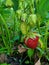 garden strawberries bunch leaves stalks ripe red berries