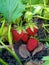 Garden strawberries bunch leaves stalks ripe red berries