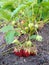 Garden strawberries bunch leaves stalks ripe red berries