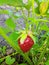 garden strawberries bunch leaves stalks ripe red berries