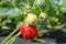 Garden strawberries ripen in the garden