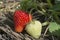 Garden strawberries ripen in the garden. Vitamin berries for health