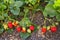 Garden strawberries ripening in organic garden