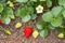 Garden strawberry plant with flower, ripe and unripe strawberries