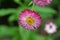 Garden strawflower Xerochrysum bracteatum