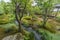 Garden and stream at Tenryu-ji Temple Complex. \\\