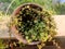Garden succulent plant- Peperomia rotunifolia. Family- Peperomia. Common name- trailing jade, round leaf Peperomia.