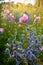 Garden: sunlit blue sea holly and pink hollyhock flowers