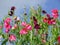 Garden: sweet pea flowers - h