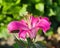 Garden Symphony: Delight in the Delicate Charm of Lily