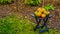 Garden table with orange and green pumpkins, traditional halloween and autumn decoration, Seasonal background