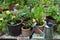 Garden table with watering can and blooming pansy flowers