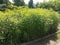 A garden with tall green milkweed plants