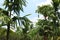 In the garden there are green trees, papaya trees, fruit, sky background.