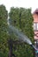 Garden thuja hedge care spraying