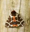 Garden Tiger Moth