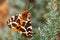 Garden Tiger moth - Arctia caja