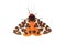 Garden tiger moth (Arctia caja)