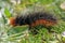 Garden Tiger moth caterpillar