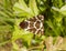 Garden Tiger Moth on leaf