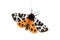 Garden tiger moth over white