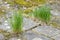 Garden tiles and grass