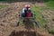 Garden tiller to work, tractor cultivating field at spring, loosens soil by petrol cultivator