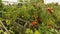 Garden Tomatoes Ripening on the Vine