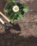 Garden tool, shovel, rake, watering can, bucket, tablets for plants, flower daisy in a flowerpot on a wooden old brown table with