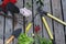 Garden tools, garden crop and delicate peony flower on wooden background