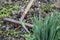 Garden tools. Raking fall leaves with rake.