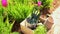 Garden tools in wooden box at summer