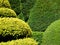 Garden: topiary hedge detail