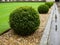 Garden: topiary hedge detail - h