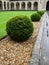 Garden: topiary hedge detail - v