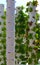 Garden Tower Sustainable Living