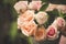 Garden of Tranquility: Pink Rose Blooms Creating a Serene Outdoor Oasis