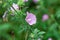 Garden tree-mallow, Malva thuringiaca