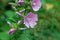 Garden tree-mallow, Malva thuringiaca