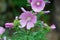 Garden tree-mallow, Malva thuringiaca