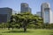 Garden and trees outside the Japanese Imperial Palace in Tokyo