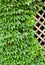 Garden trellis covered with green ivy