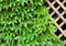 Garden trellis covered with green ivy