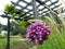 Garden trellis flowers