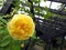 Garden trellis yellow rose flowers