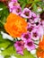 Garden Trollius and bergenia flowers close up