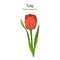 Garden tulip flower Tulipa gesneriana , ornamental plant